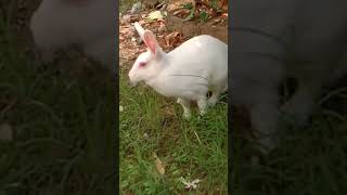 rabbit enjoying grassshortstrending🐰🙏❤ [upl. by Tezil452]