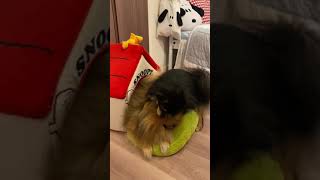 fighting pomeranians ✴︎Samurai Pomeranians Kuro and Wanko スヌーピー ハウスで戦うポメたち [upl. by Joceline]