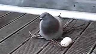 STUPID Pigeon lays eggs at my balcony [upl. by Anastas216]