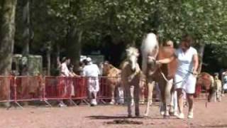 NIVELLES  Foire Agricole 2009  Concours de chevaux de race Haflinger [upl. by Leissam]