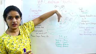 NEUROANATOMYCEREBRUMPART 6 FUNCTIONAL AREASPARIETAL LOBEDR ROSEJOSE MD DNB [upl. by Elgar]