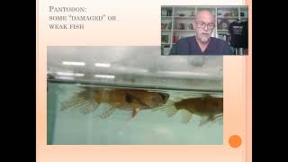 Fish disease case nr 187 Pantodon Butterfly fish with bacterial and parasitic worm infections [upl. by Amir]