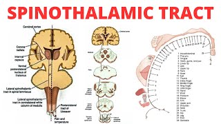 Spinothalamic Tract  PAIN ANATOMY [upl. by Cowie]