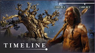 The Oldest Living Thing In The World The Mysterious Methuselah Tree  Oldest Tree  Timeline [upl. by Aicenod]