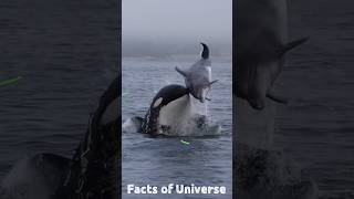 Orca Fish Bullying  Ants Colony Attack orca ants [upl. by Anilave]