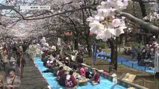 Among The Cherry Blossom Trees © Japanology Plus サクラ [upl. by Elirpa100]