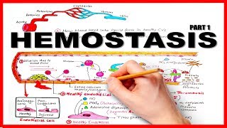 HEMOSTASISBLOOD CLOTTING MECHANISM part 1Natural Anticoagulants [upl. by Aret]