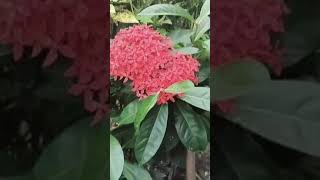 Beautiful flowers music guitar instrumental india gardening plants short viralshorts [upl. by Natica]