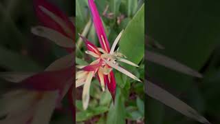 Heliconia psittacorum music dance remix amapiano funny nature [upl. by Schlenger]