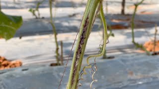 Gummy Stem Blight In Cucurbits  Fungal Disease amp Management  Farming Inspirations [upl. by Mot488]