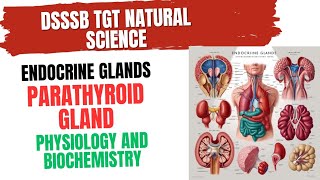 Parathyroid Gland Physiology and Biochemistry for DSSSB TGT NATURAL SCIENCE parathyroid [upl. by Neelya170]