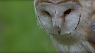 Luna Learns How to Fly  Super Powered Owls  BBC Earth [upl. by Ornstead]