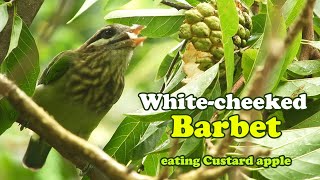 Whitecheeked Barbet eating custard apple [upl. by Dearborn794]