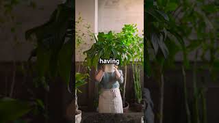 🌿 Plants as Air Purifiers 🌬️ youtubeshorts facts trending viralvideo shorts [upl. by Akemahs]