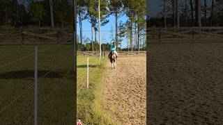 One hand😮horse equestrian trickriding stuntrider practice fypシ゚ subscribe viralshort [upl. by Niawd552]