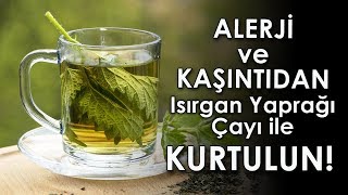 Alerji ve Kaşıntıdan Isırgan Yaprağı Çayı İle Kurtulun [upl. by Mayyahk]