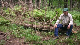 Tree falls on man while deer hunting in Michigan [upl. by Grantham]