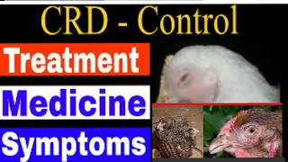 Chicken crd treatment mycoplasma  gallicepticumCRD [upl. by Rolando]