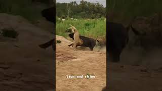 Lion vs Rhino youtubeshorts lions prey wildlife [upl. by Ilyssa]