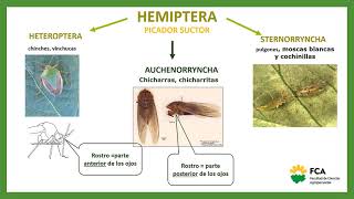 TTPP Nº5 Orden Hemíptera Sub Orden Auchenorrhyncha Módulo1 [upl. by Ellainad113]