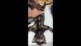 Episode 113 techique of cat spaying [upl. by Crystal]