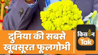 Romanesco Cauliflower इस गोभी की कीमत सुनकर आप हो जाएंगे हैरान यूपी में भी उगने लगी यूरोपियन गोभी [upl. by Fabria]