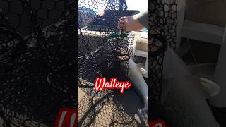 Walleye dont forget to subscribe walleye walleyefishing lakeerie [upl. by Loella473]