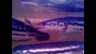 giant snakehead vs alligator gar RIP my alligator [upl. by Eelyme]