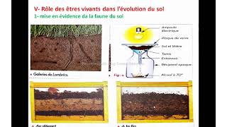 Le rôle des êtres vivants dans la formation et l’évolution du sol tcsf شرح بالدارجة [upl. by Hube41]