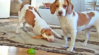 Dog Teaches Puppy How to Play with Lime  Cute Dog Maymo and Penny [upl. by Cnut98]