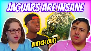 Casual Geographic  Why jaguars are an Avengers Level Threat  Eli amp Jaclyn REACTION [upl. by Nonaihr505]