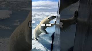 O urso polar e o submarino curiosidades submarino ursopolar [upl. by Godewyn]