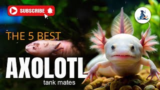 5 Best Axolotl Tank Mates You Should Know About axolotl tank trendingvideo aquarium [upl. by Garnet]