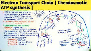 Electron Transport Chain Chemiosmotic ATP synthesis class 11th chapter Bioenergetics [upl. by Oruasi]