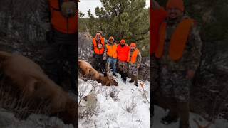 colorado elk hunting 2024 [upl. by Heger707]