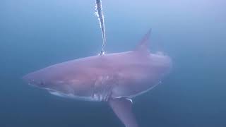 Shark Encounters  Nova Scotia [upl. by Afihtan]