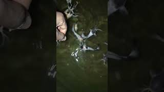 Albino catfish reptile catfish Oscar Fish collection night food ☺️ [upl. by Uund]