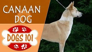 Dogs 101  CANAAN  Top Dog Facts About the CANAAN [upl. by Eipper797]