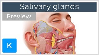 Salivary glands structure and functions preview  Human Anatomy  Kenhub [upl. by Laamak]