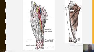résumer sur la vascularisation artérielle et veineuse du membre inférieur [upl. by Samira16]