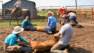 Branding Calves 2023 [upl. by Elson495]