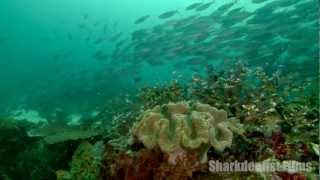 Bogyo Reef Raja Ampat [upl. by Eznyl]