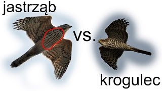 Krajowe drapole cz 2 jastrząb vs krogulec [upl. by Ahsielat321]