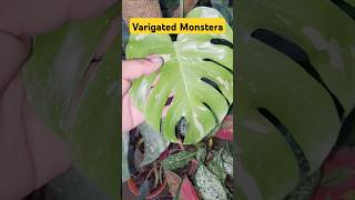 Varigated Monstera👏Monstera Thai Con👍Monstera Plant👌Rare Pant👌shorts monstera youtubeshorts [upl. by Normi]