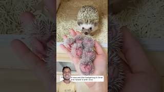 This Couple Rescued The Hedgehog Sachinharine hedgehoglover pets hedgehogsanctuary animals [upl. by Norty]