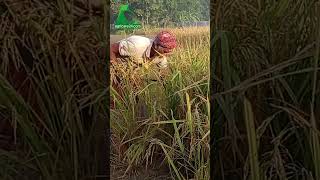 ঘাম ঝরানো স্বপ্নের ফসল কাটতে ব্যস্ত কৃষক  AGRICARE 24 agriculture villagelife farming [upl. by Selinda57]