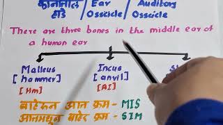 PYQ Series on Science Part 2Ear OssiclesAuditory Ossicles कानातील हाडे Ekakshi MPSC [upl. by Goldberg218]