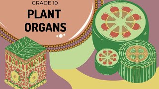 Plant organs  The basic structure and function of each [upl. by Yenar190]