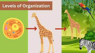 Levels of Organization in Biology  Grade 7 Science [upl. by Cressida857]