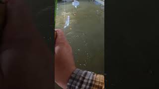 Crappie fishing Lake Eufaula [upl. by Ydoow]